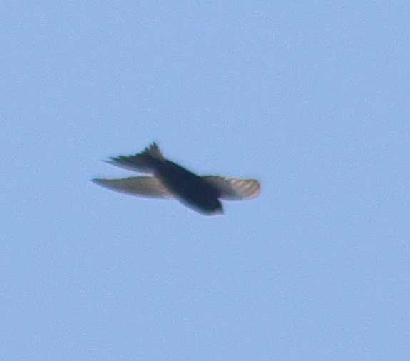 Common Swift - ML581768411