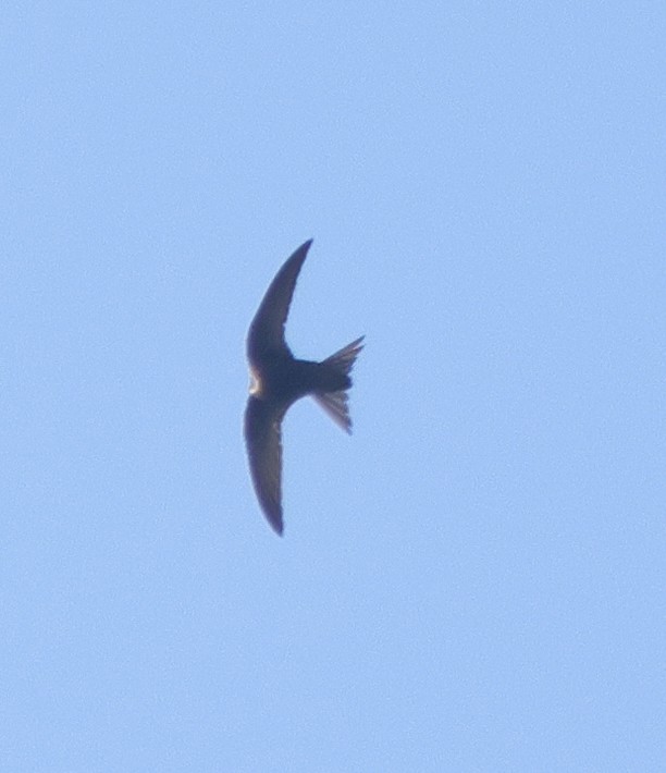 Common Swift - ML581768431