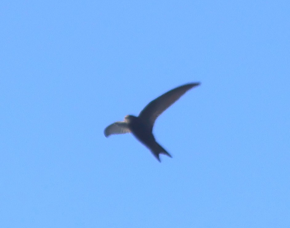 Common Swift - Dave Czaplak