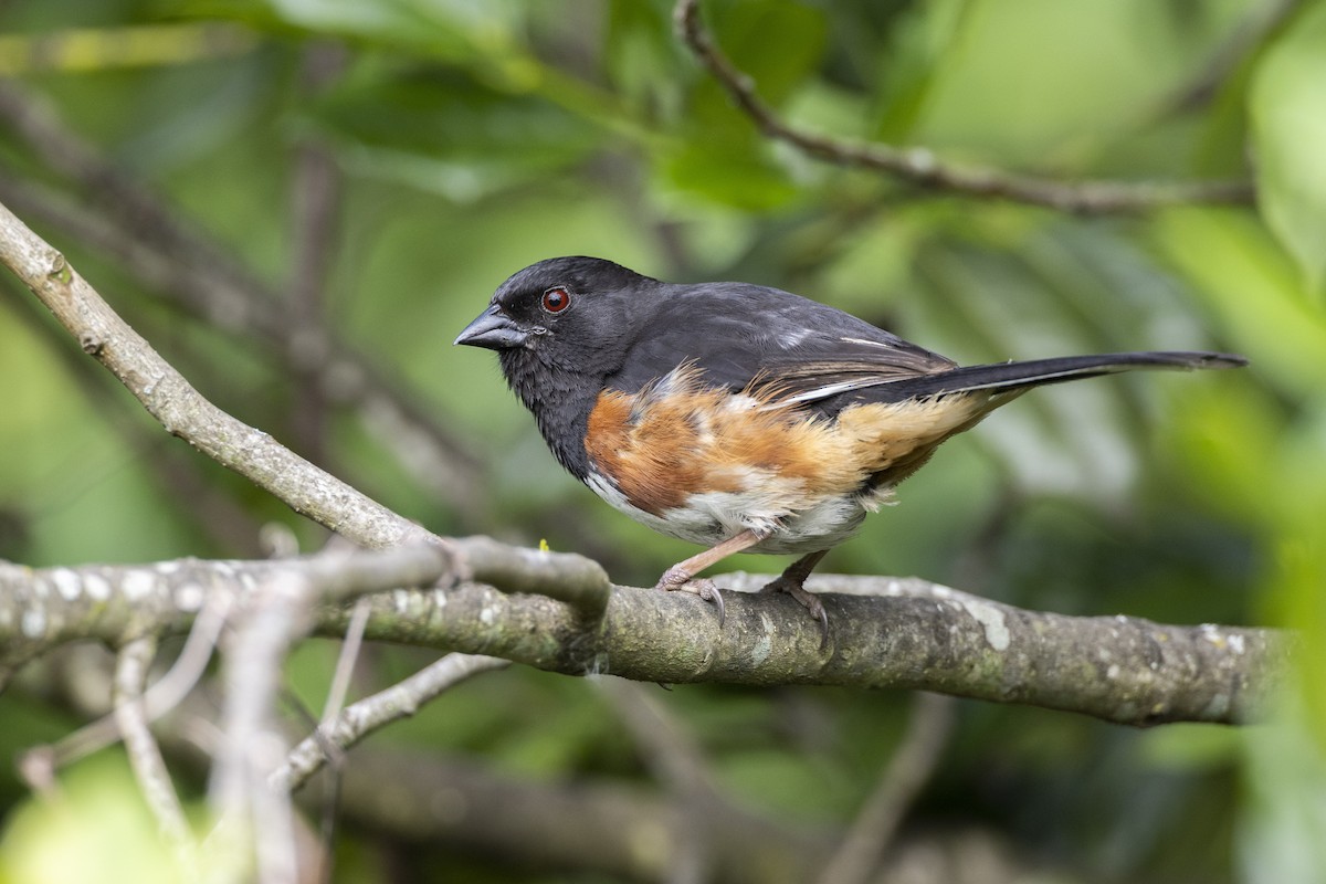 Eastern Towhee (Red-eyed) - Michael Stubblefield