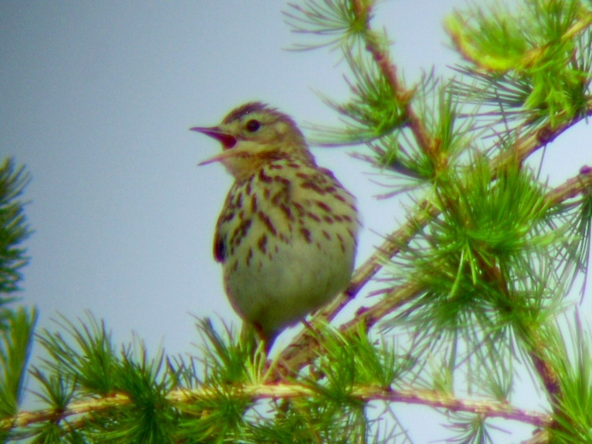 Tree Pipit - ML581768671