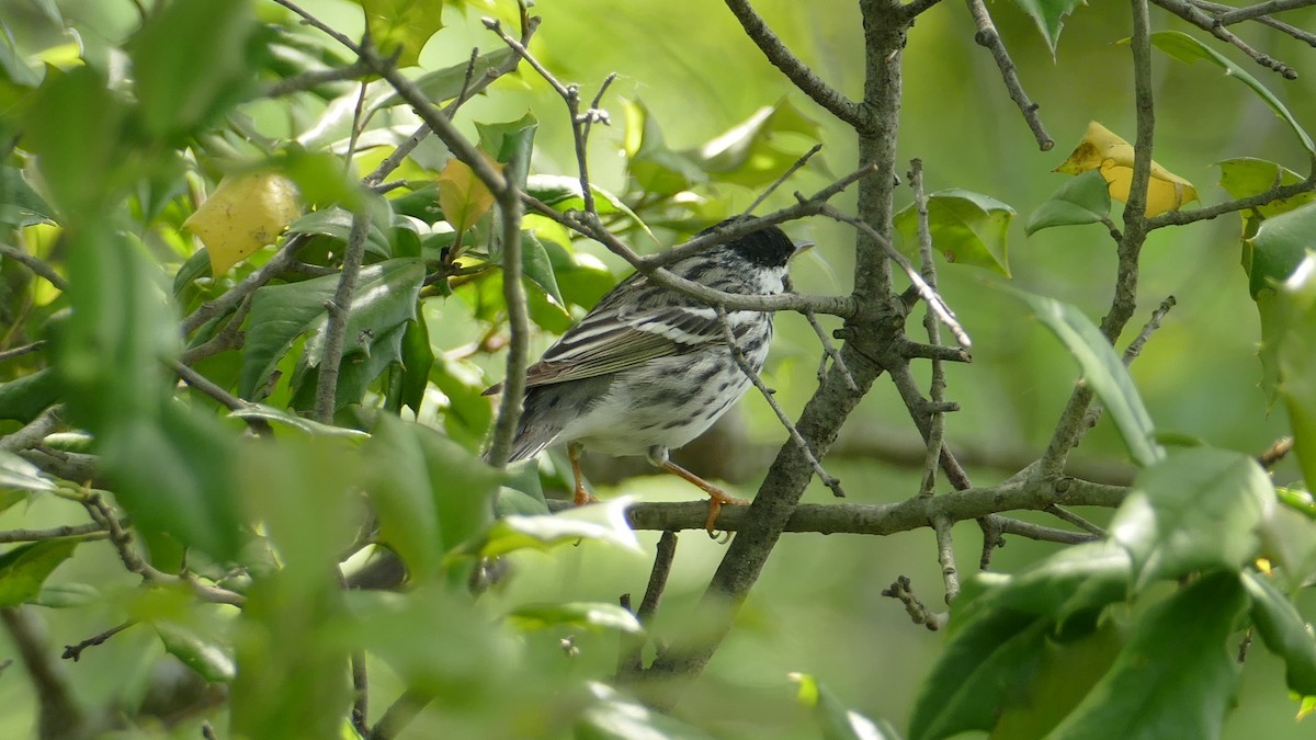 Blackpoll Warbler - ML581769581