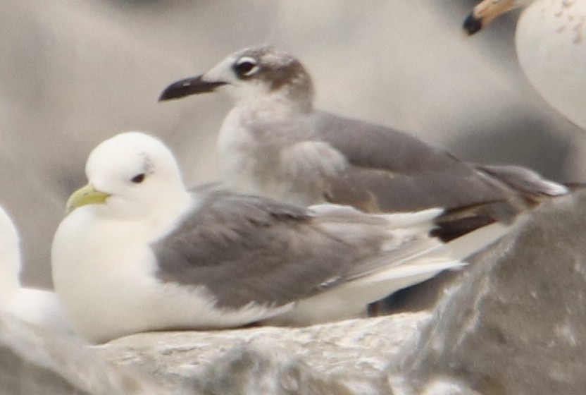 Black-legged Kittiwake - Phil Mills