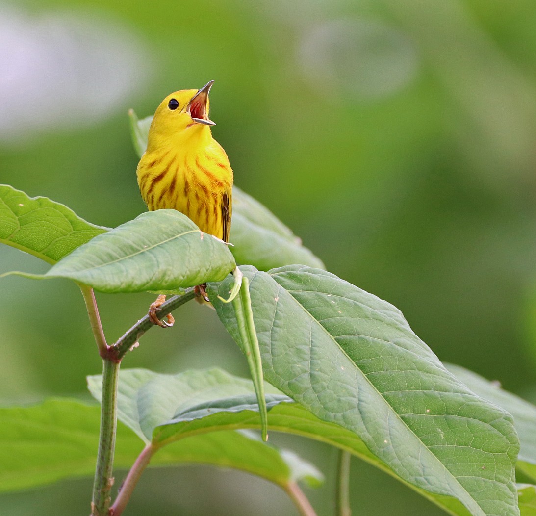 Yellow Warbler - Darla Shank