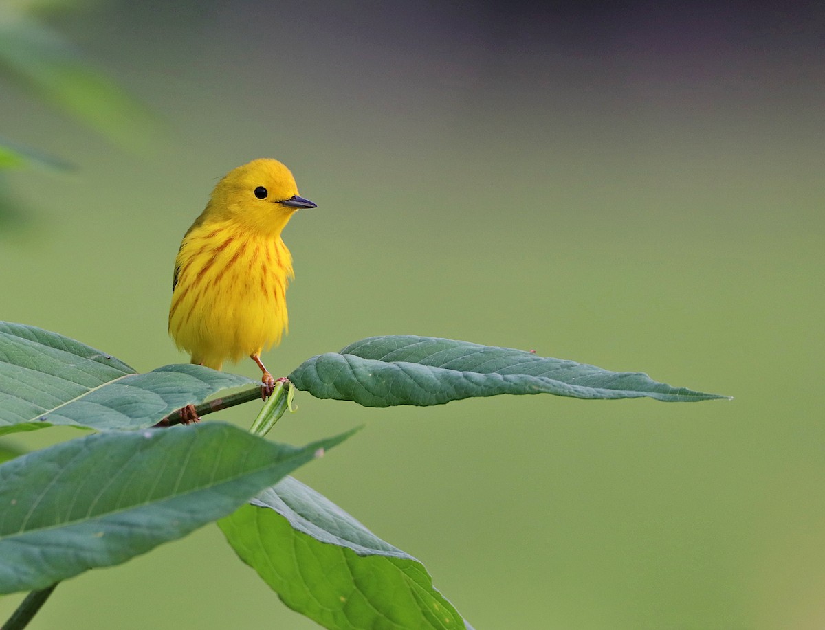 Yellow Warbler - Darla Shank