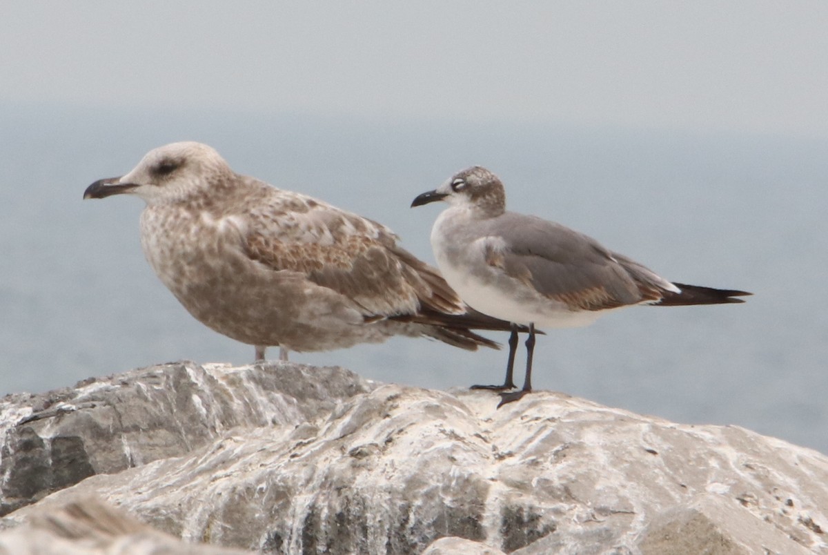 Laughing Gull - Phil Mills