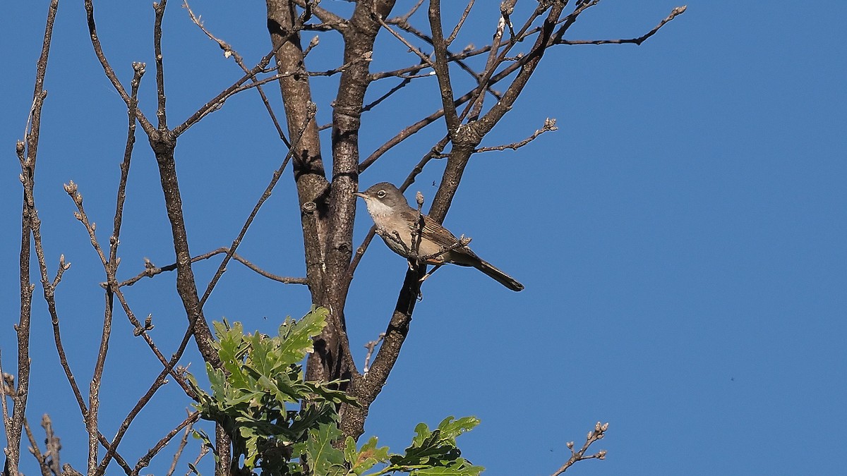 Greater Whitethroat - ML581771701