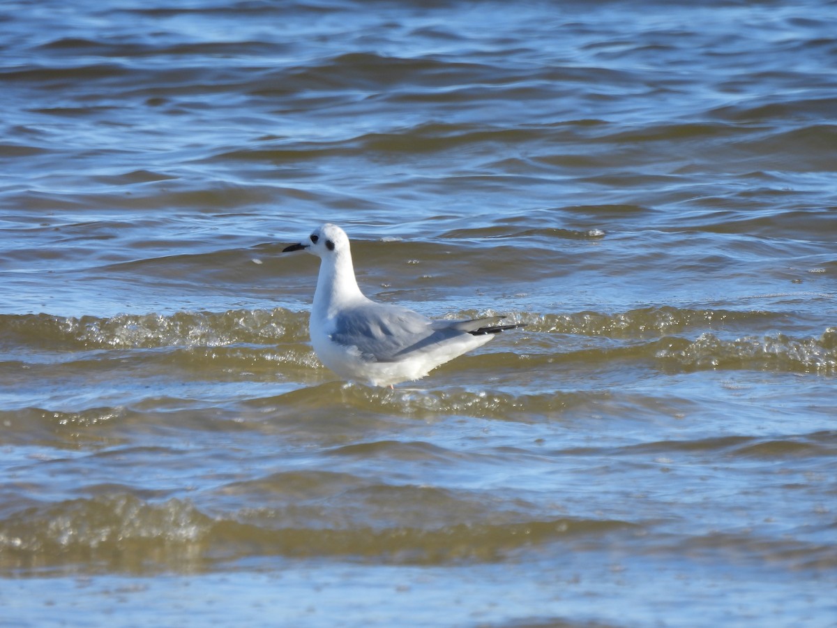 Bonaparte's Gull - ML581772431