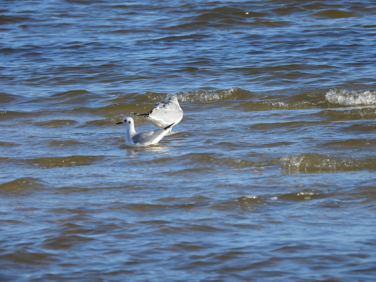 Bonaparte's Gull - ML581772461