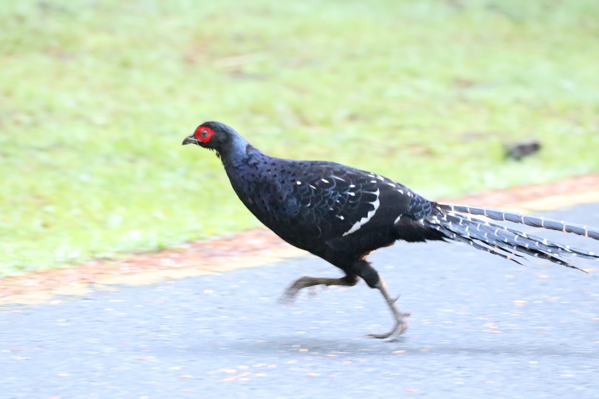 Mikado Pheasant - ML581773541