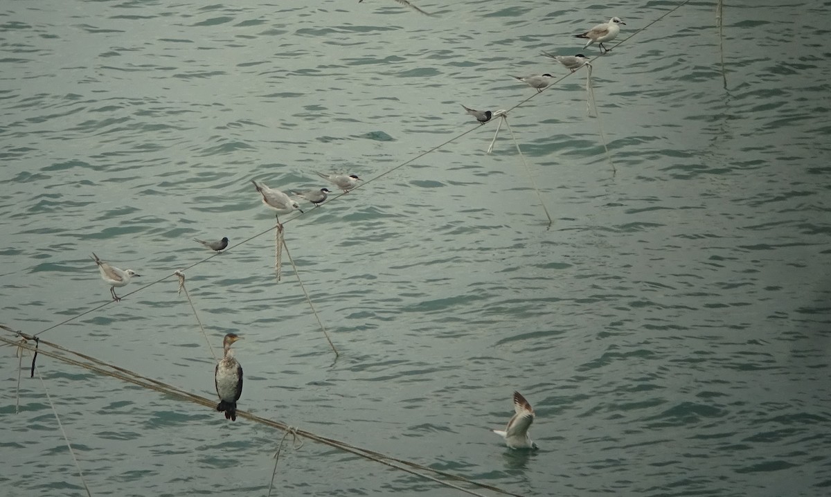 Whiskered Tern - ML58177391