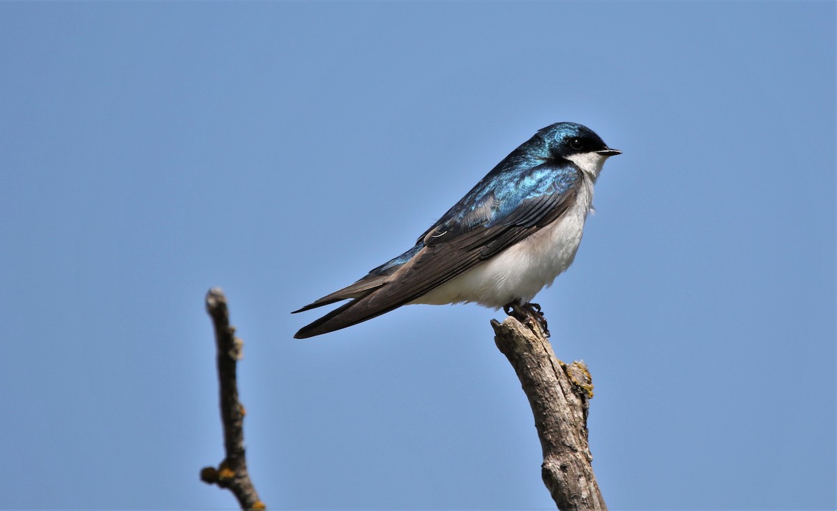 Golondrina Bicolor - ML581774291