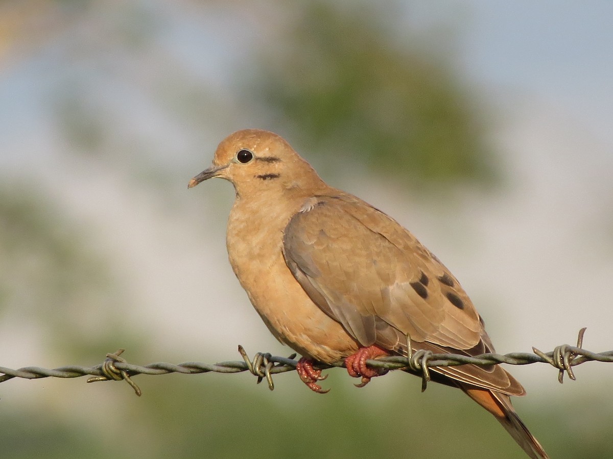 Eared Dove - ML58177501