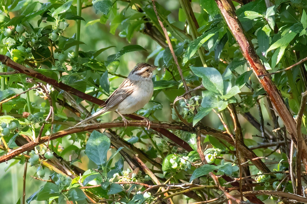 Clay-colored Sparrow - ML581775211