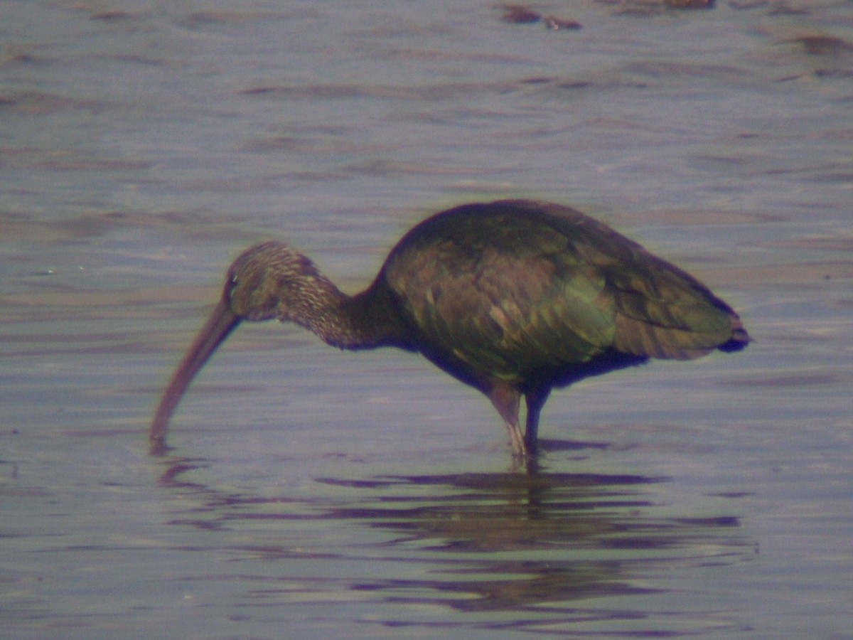 Glossy Ibis - ML581775571