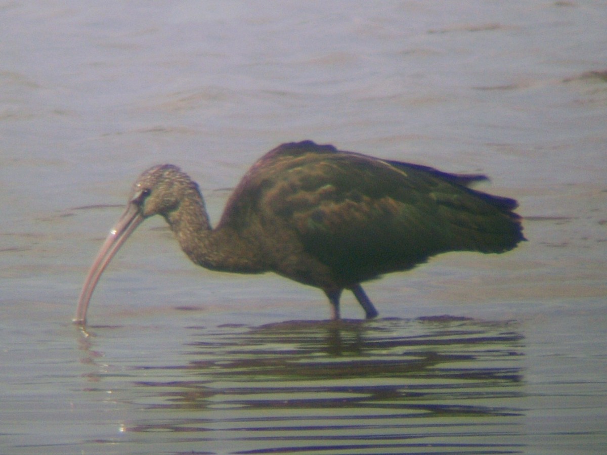 ibis hnědý - ML581775581