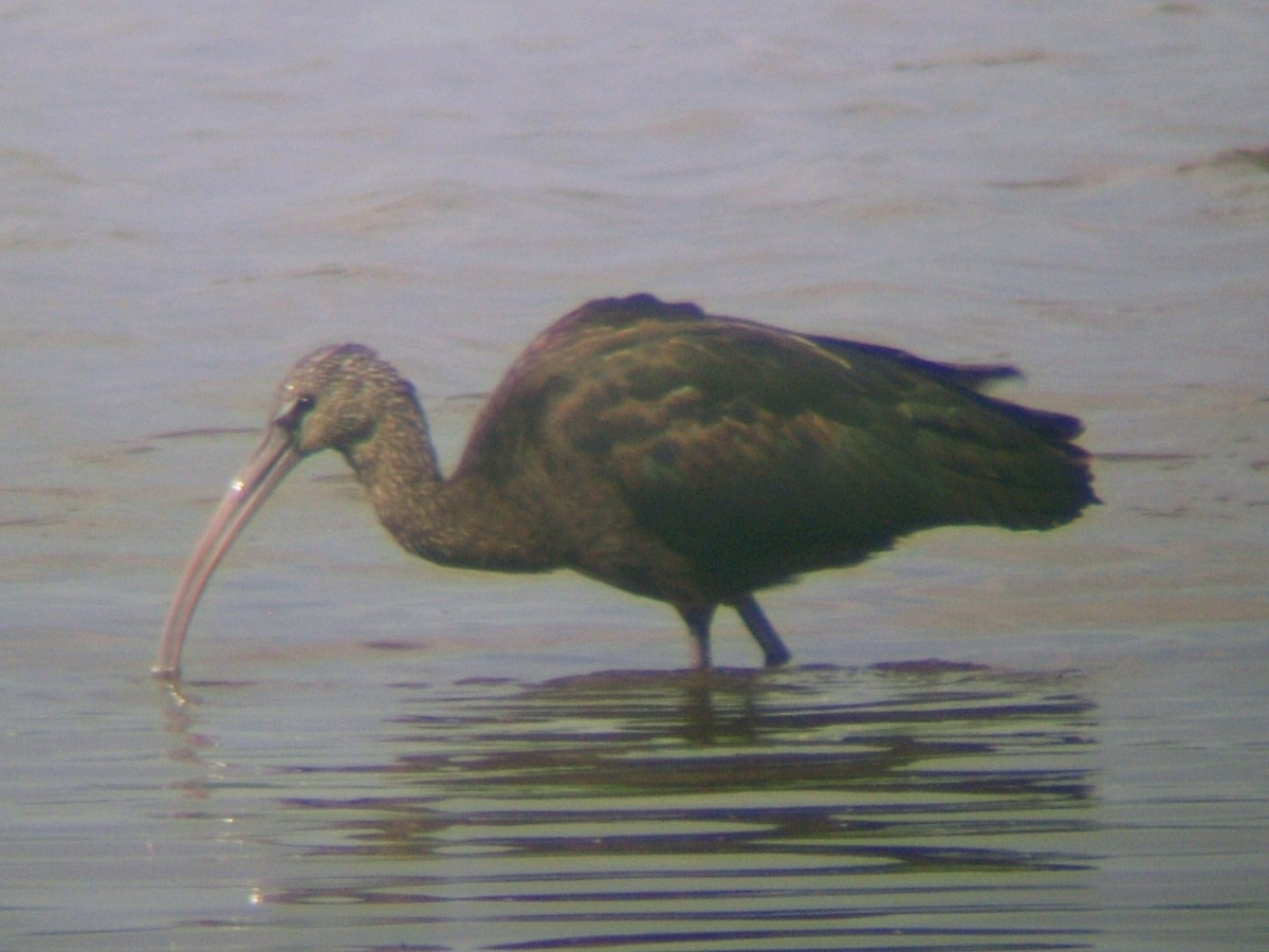 Glossy Ibis - ML581775581