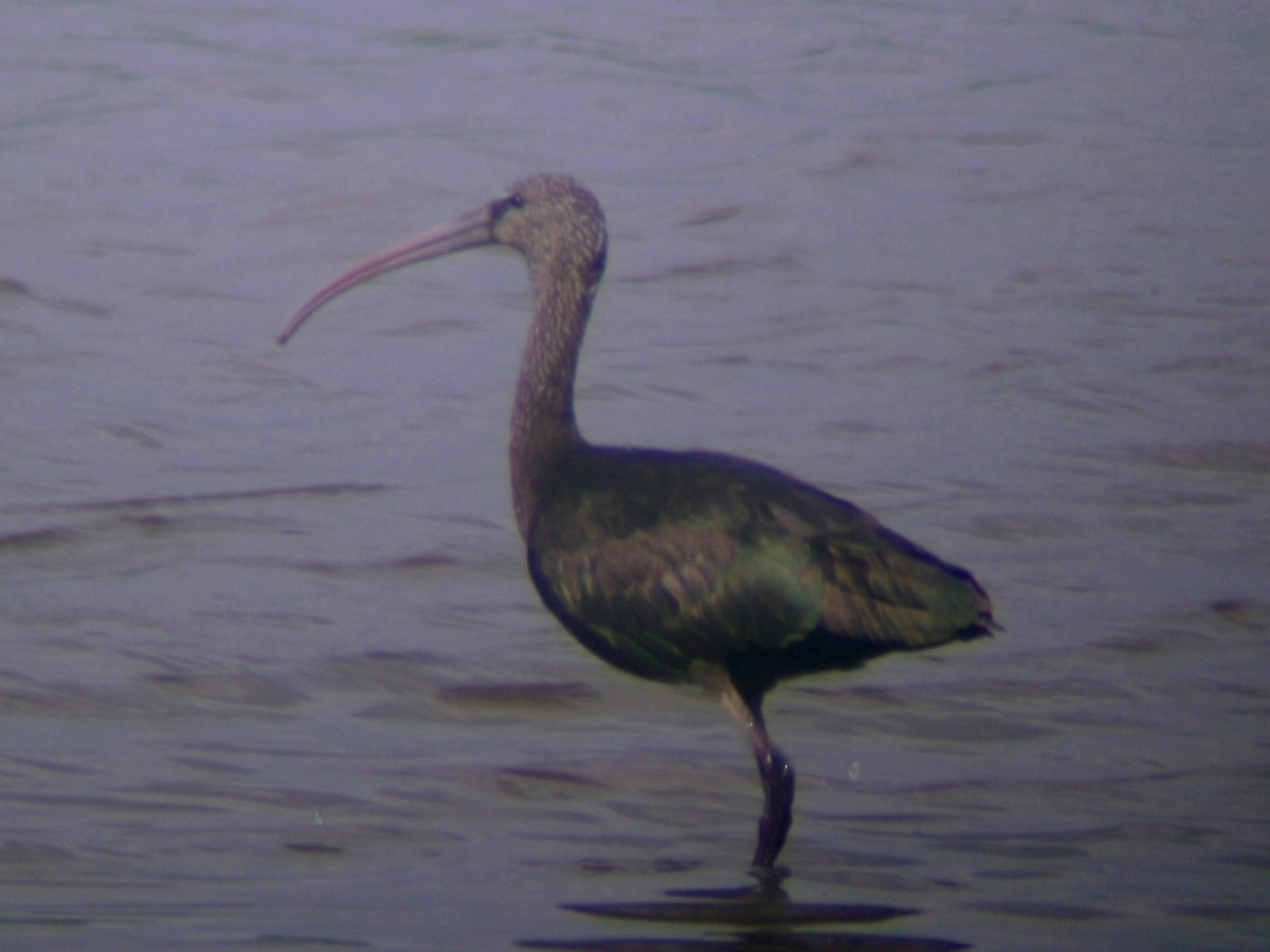 ibis hnědý - ML581775601