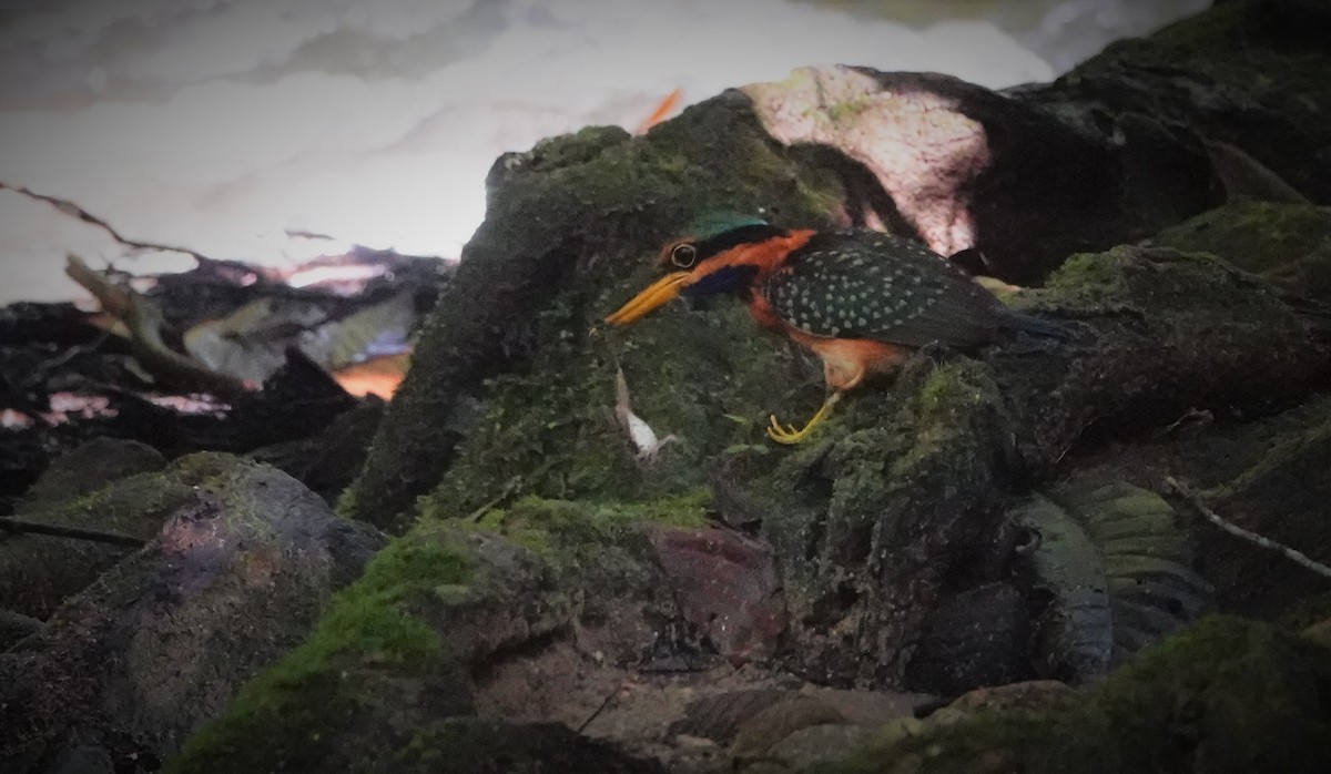 Rufous-collared Kingfisher - ML581775621