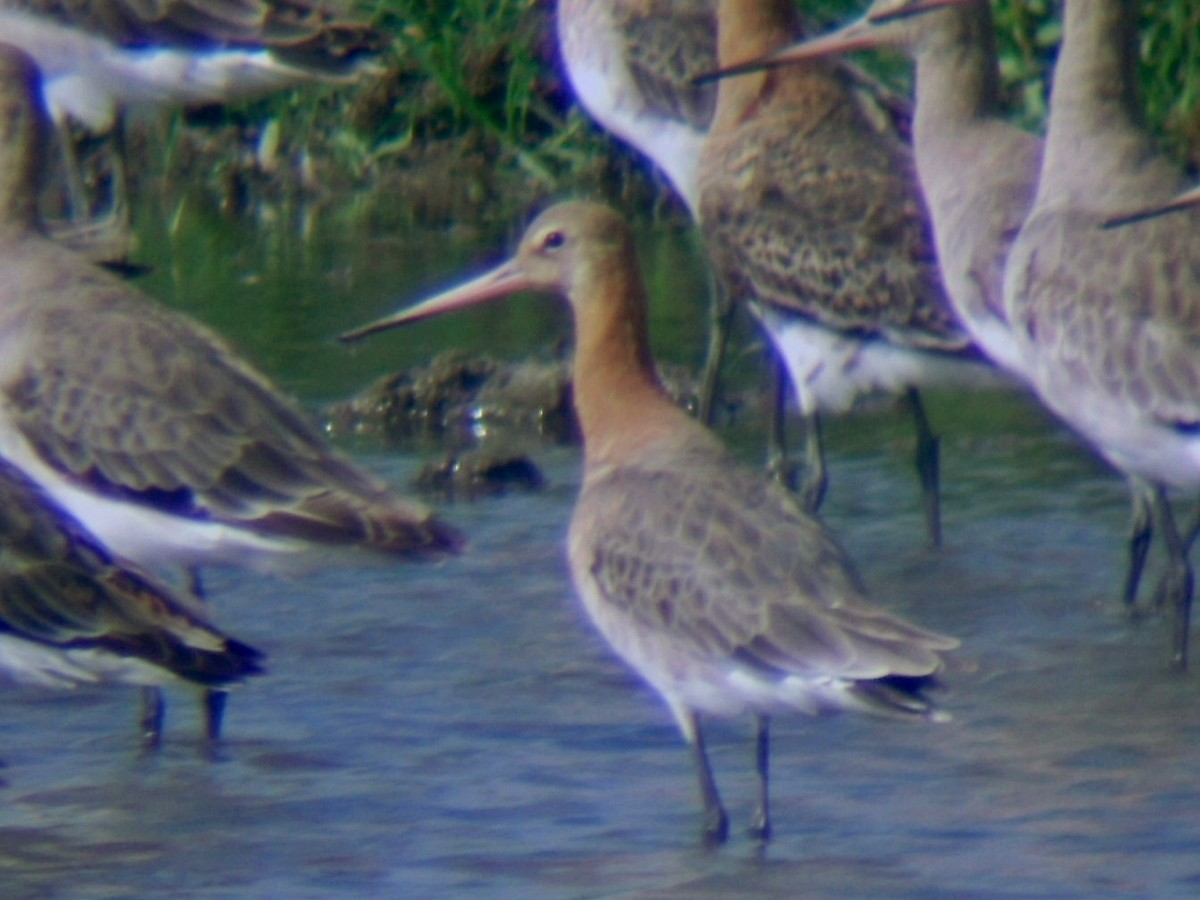 Black-tailed Godwit - ML581775681