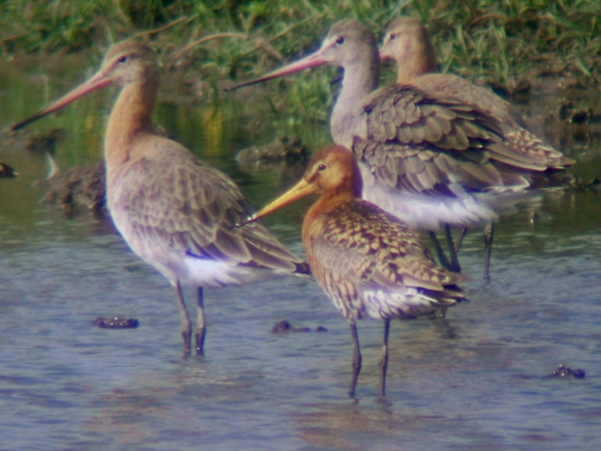 Black-tailed Godwit - ML581775691