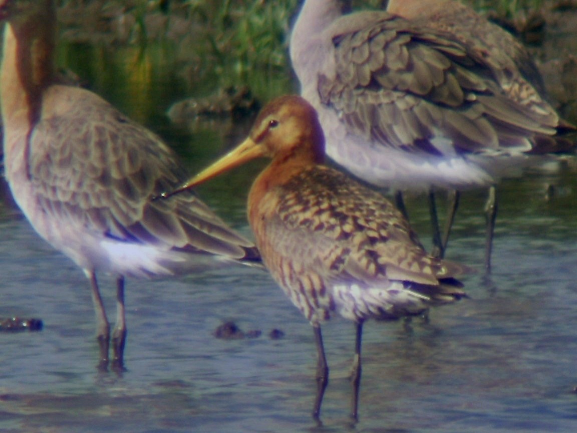 Black-tailed Godwit - ML581775701