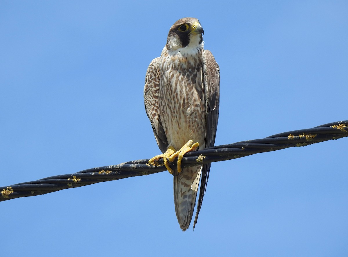 Peregrine Falcon - ML581775881