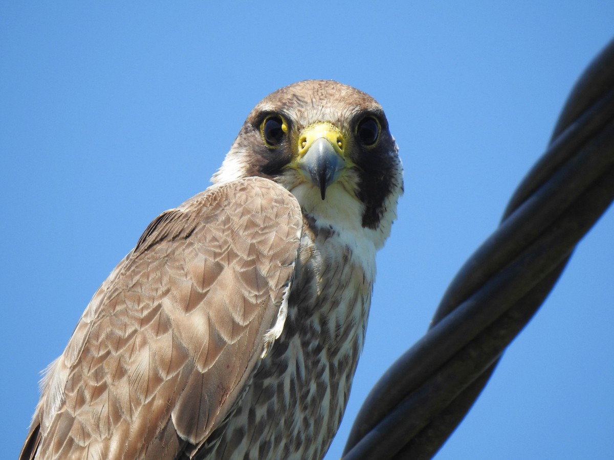 Peregrine Falcon - ML581775901