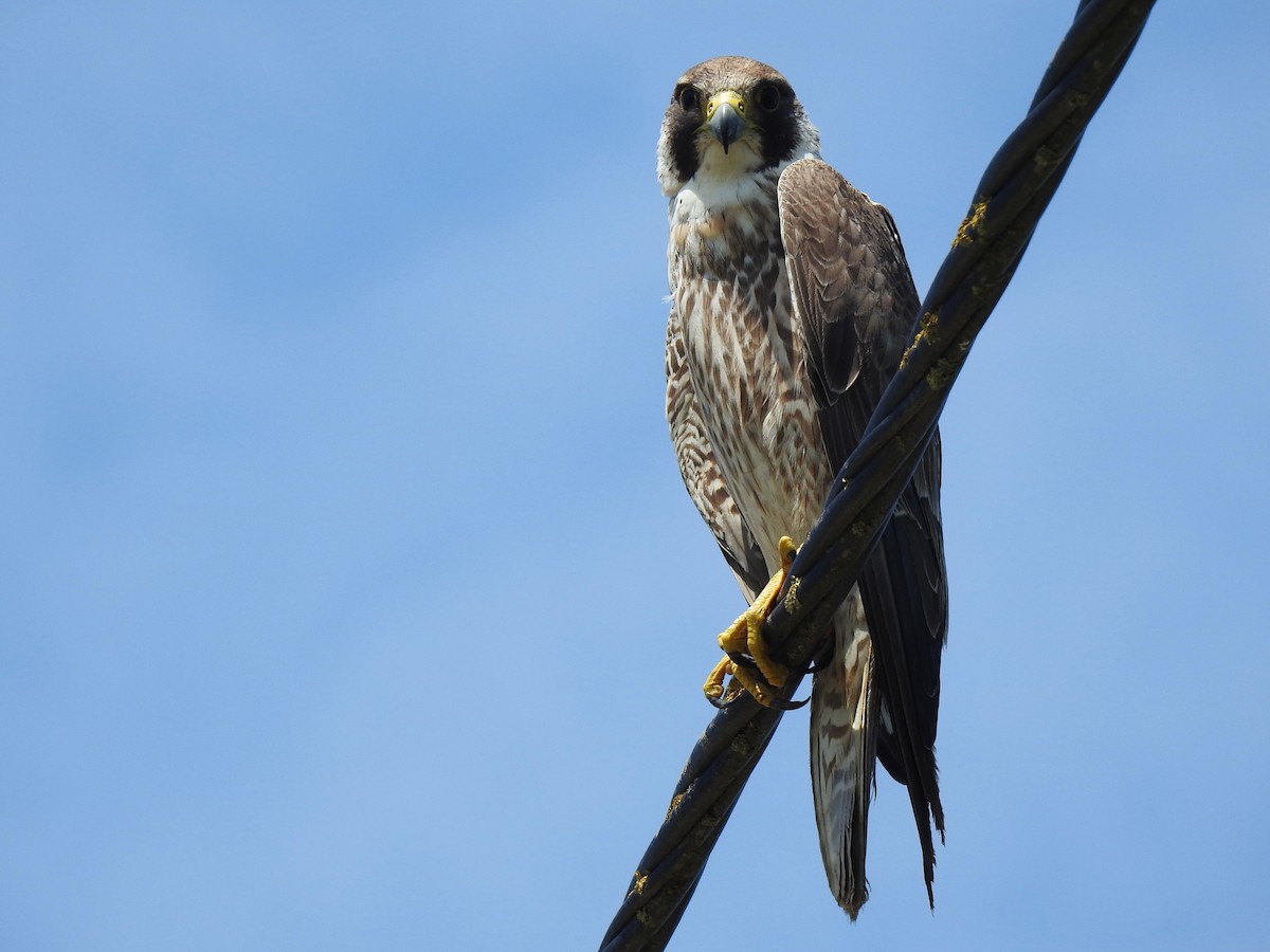 Peregrine Falcon - ML581775941