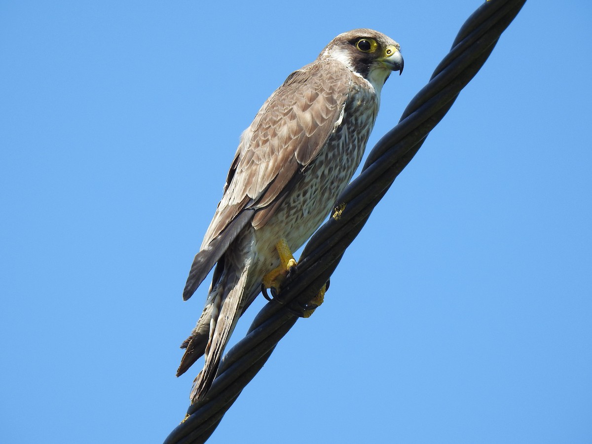 Peregrine Falcon - ML581775951