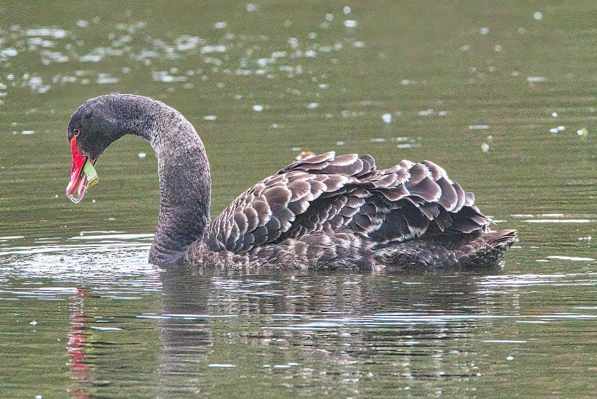 Black Swan - ML581776371