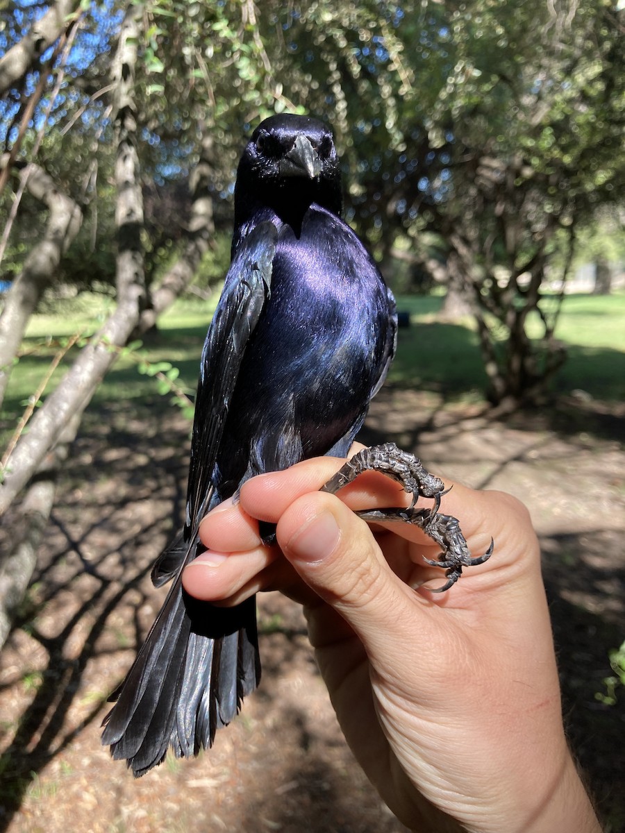 Shiny Cowbird - Clément Berthelot