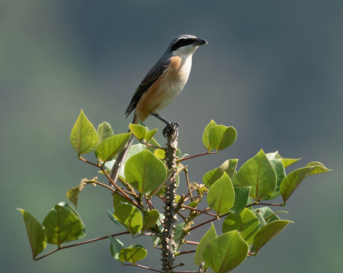 Gray-backed Shrike - ML581776661