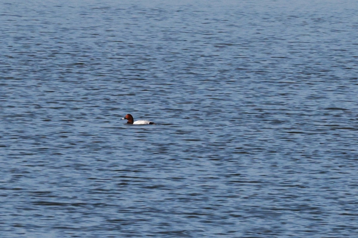 Common Pochard - BE RAJENDRAN