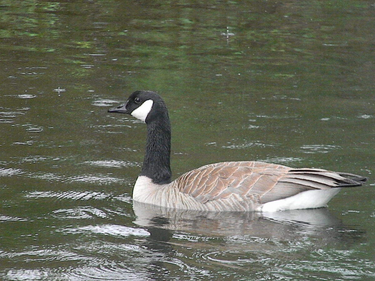 Canada Goose (moffitti/maxima) - Sean Cozart