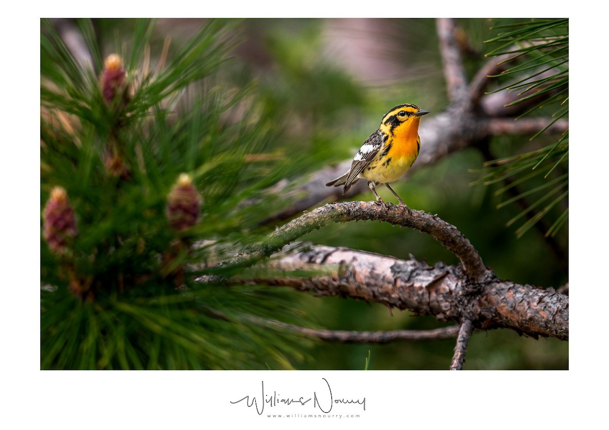 Blackburnian Warbler - ML581777161