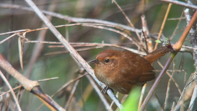 Tepui Wren - ML581777271