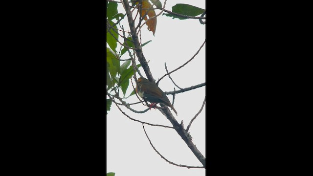Cotinga cordon-rouge - ML581777391