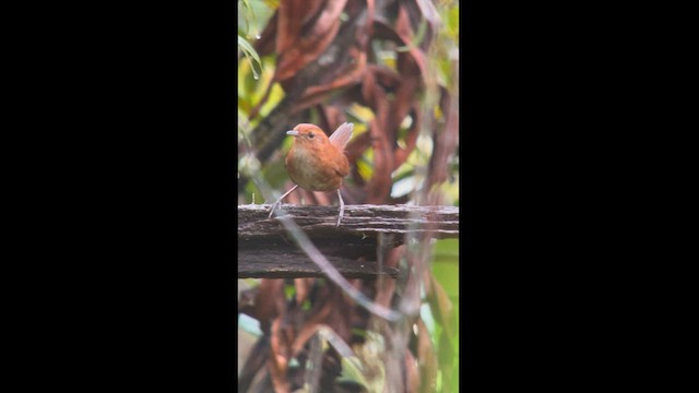 Tepui Wren - ML581777621