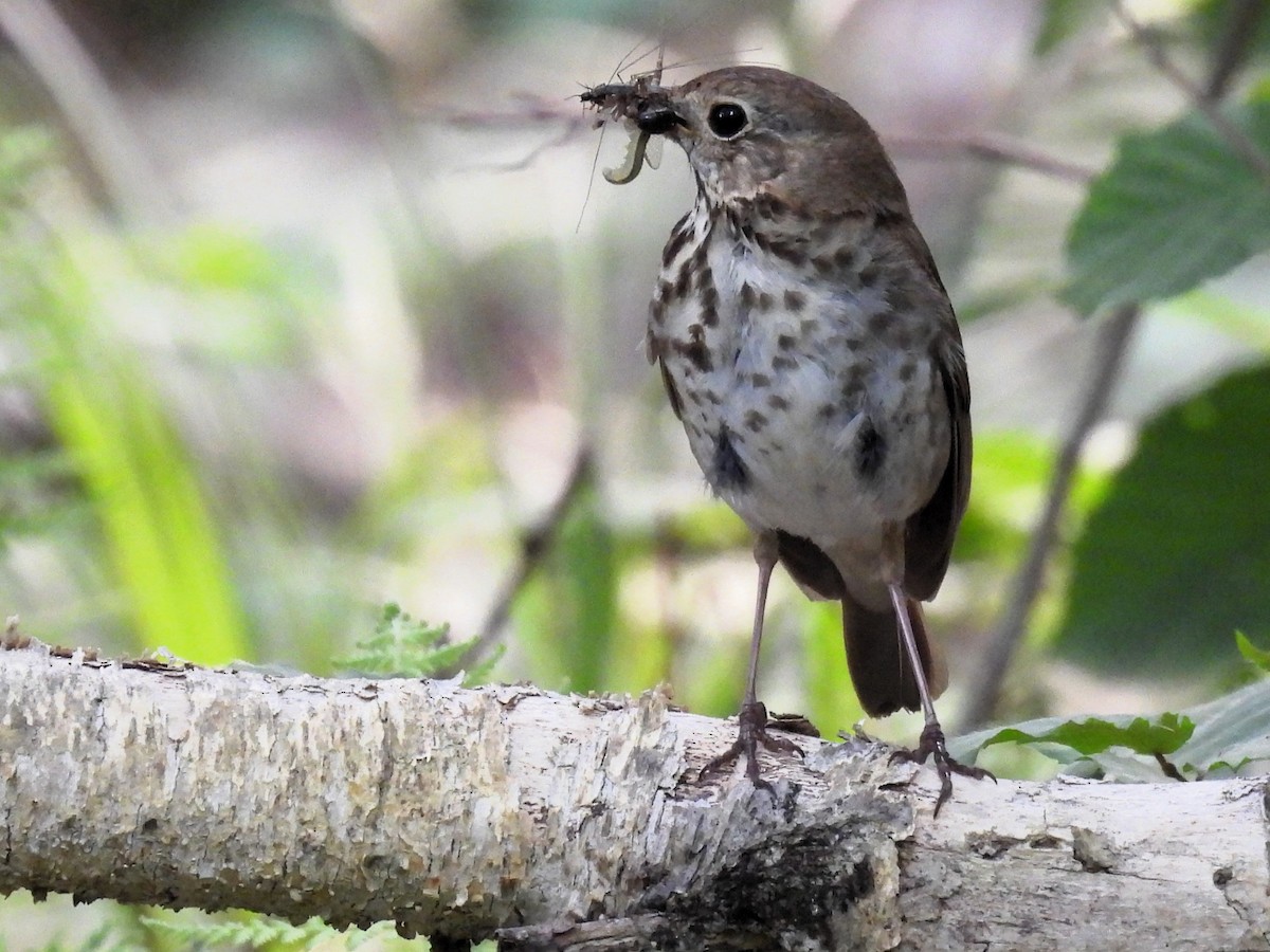 Hermit Thrush - ML581780101