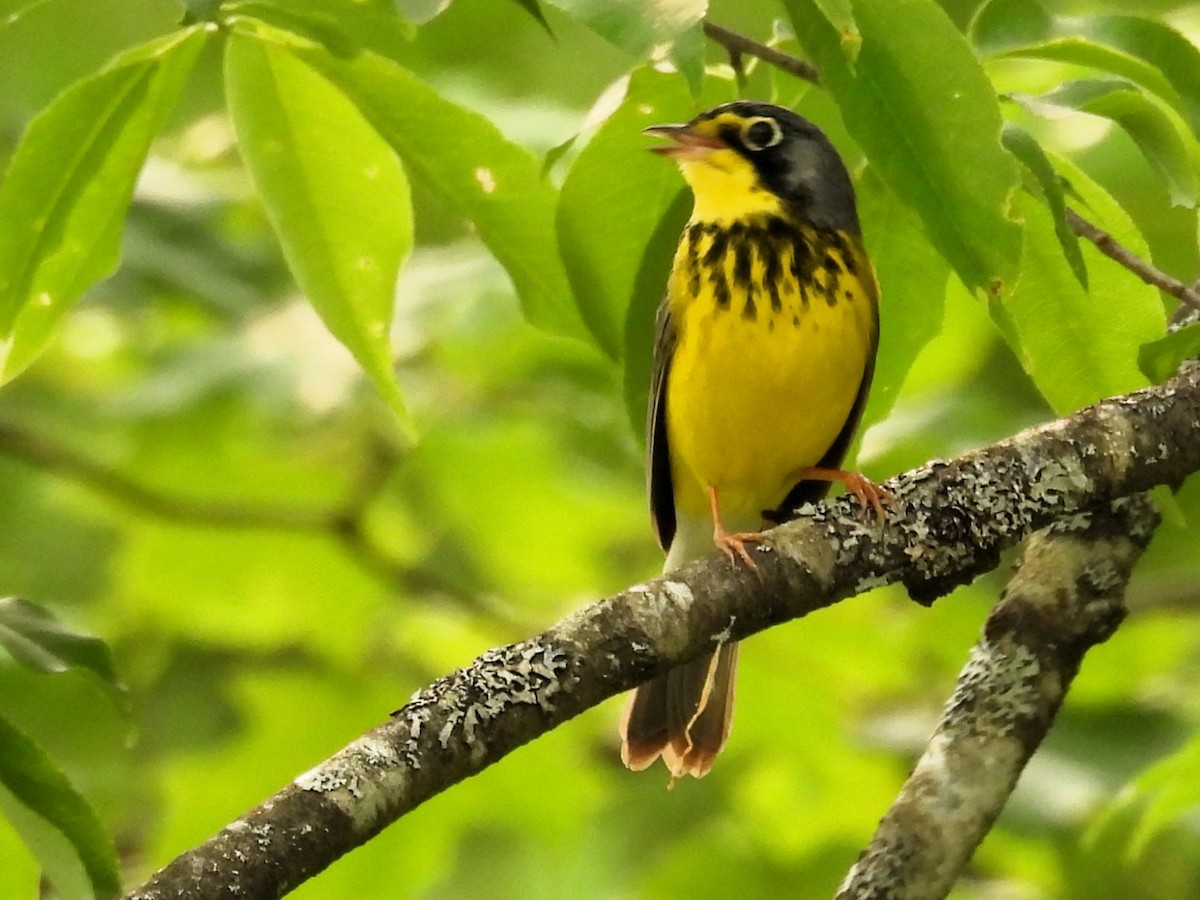 Canada Warbler - ML581780181