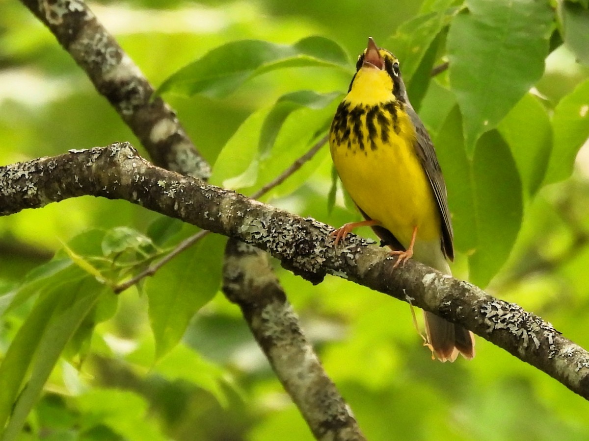 Canada Warbler - ML581780221