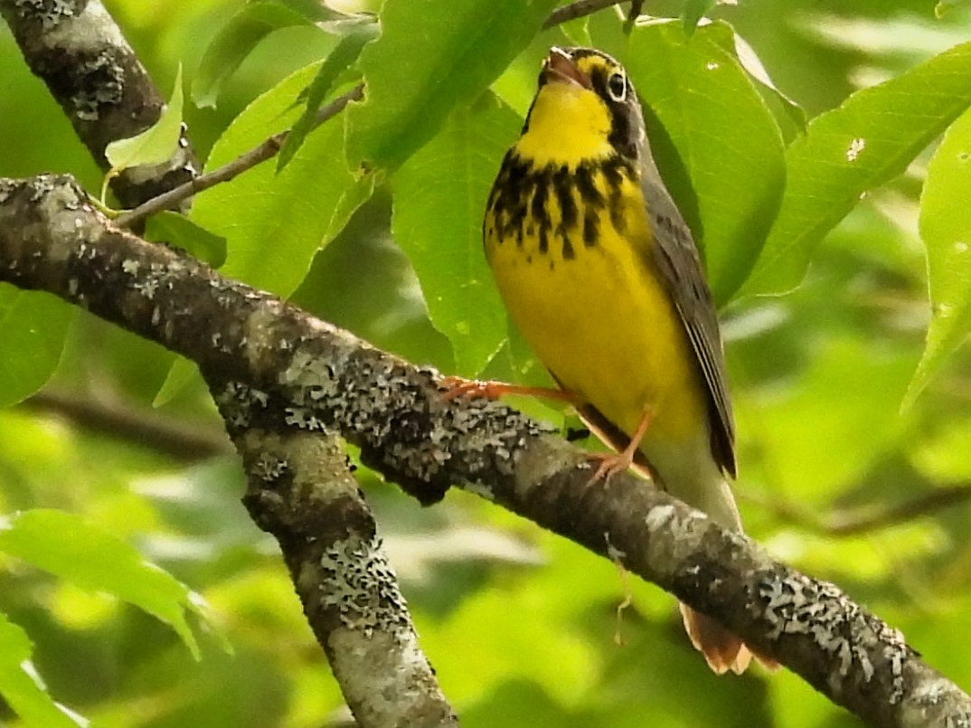 Canada Warbler - ML581780261