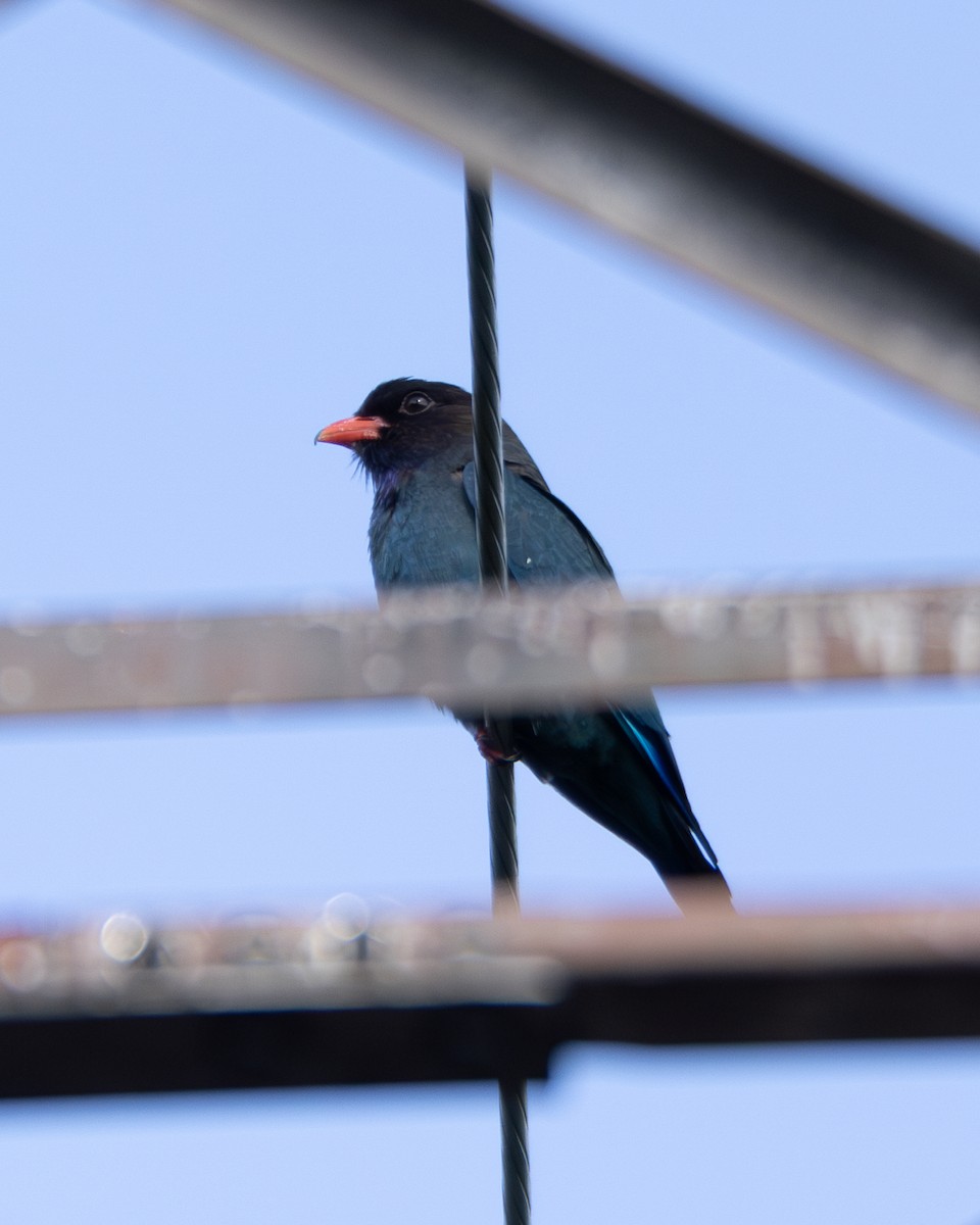 Dollarbird - ML581780361