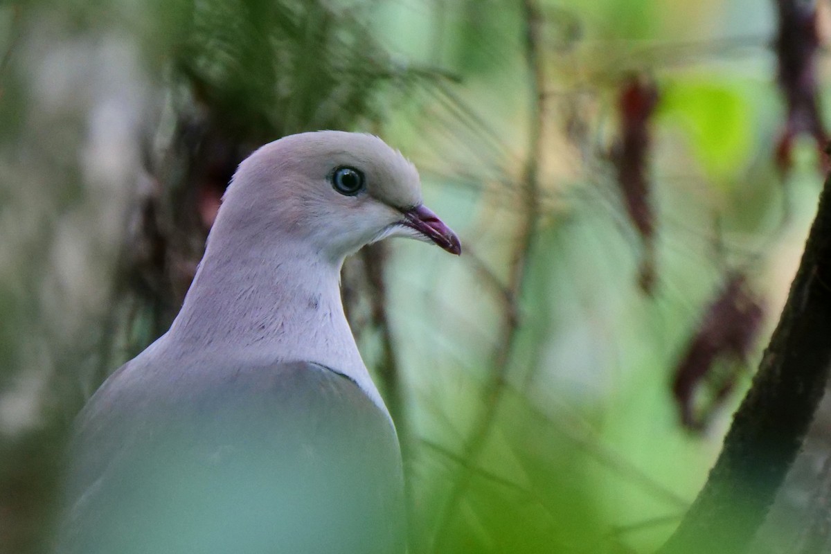 Mountain Imperial-Pigeon - ML581780691