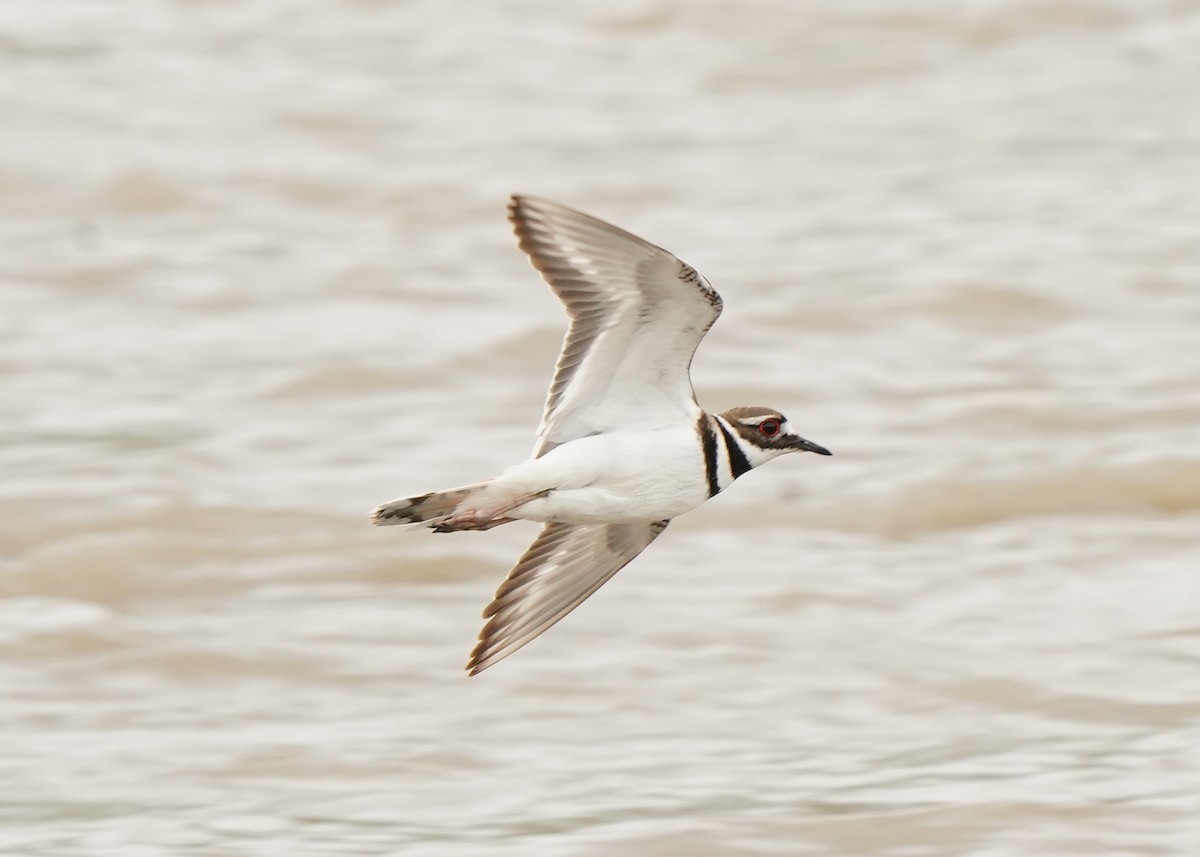 Killdeer - ML581780751