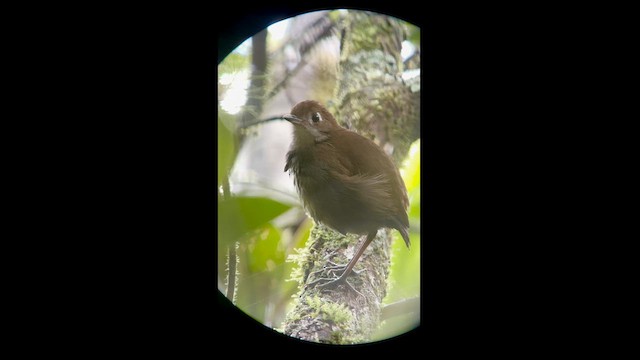 Tepui Antpitta - ML581780831