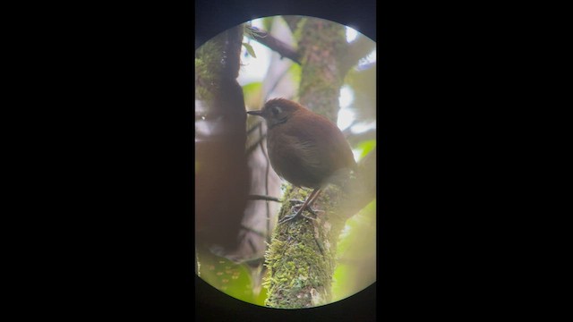 Tepui Antpitta - ML581780841