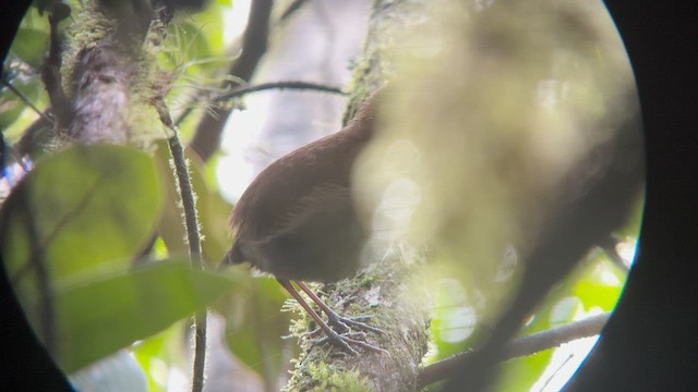 Tepui Antpitta - ML581780861