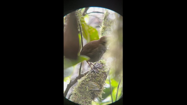 Tepui Antpitta - ML581780891